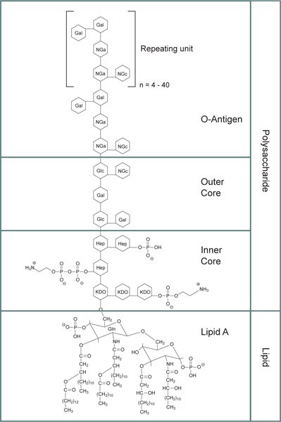 bacterial-lipopolysaccharides-structure General structure for bacterial lipopolysaccharides