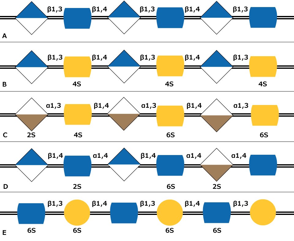 Five Types of Glycosaminoglycan Chains Carbohydrate sequences of the five types of glycosaminoglycan chains using monosaccharide symbols including possible sulfation presence and location for Hyaluronan, Chondroitin, Dermatan, Heparin and Keratan.