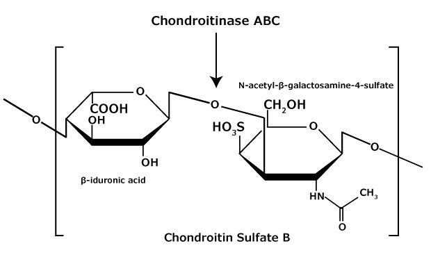 Chondroitin Sulfate B (Dermatan Sulfate) Chemical Structure The chemical structure of chondroitin sulfate B (dermatan sulfate) glycosaminoglycan that consists of an alternating copolymer β-iduronic acid-(1‑3)-N-acetyl-β-galactosamine-4‑sulfate.