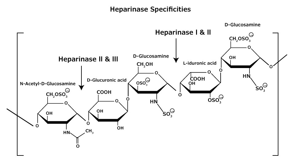 Heparan and Heparin Chemical Structure Showing Heparinase Specificities The chemical structure of heparan and heparin glycosaminoglycans that consist of heterogeneous mixtures of repeating units of D-glucosamine and L-iduronic acids or D-glucuronic acids, sulfation at each residue may vary. Shows the specificities of heparinase I, II, and III.