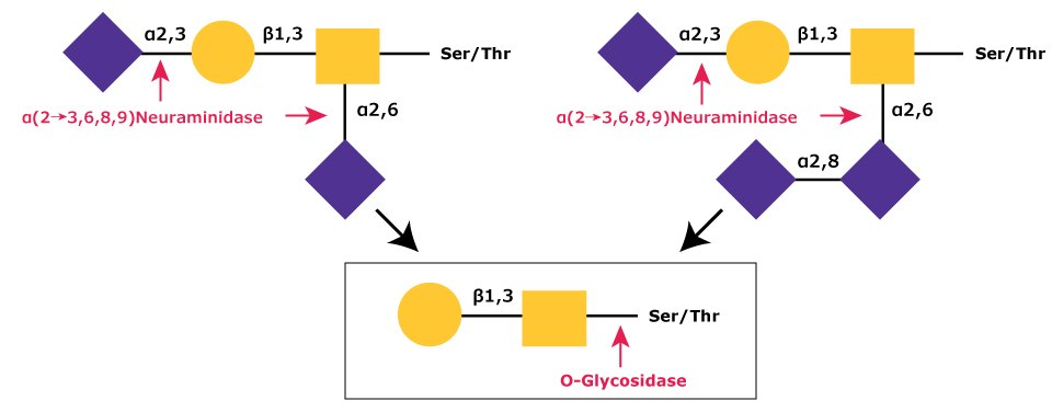 Removal of Sialic Acid Residues By α-(2→3,6,8,9)-Neuraminidase Diagram showing the removal of sialic acid residues (NeuNAc) from disialylated and trisialylated O-linked glycans by α-(2→3,6,8,9)-neuraminidase, followed by the core 1 type glycan being cleaved from the O-linkage by O-glycosidase.