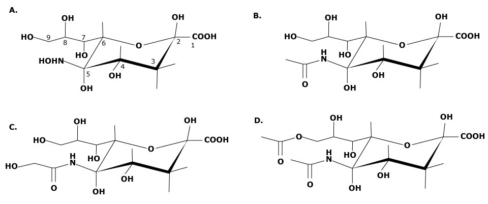 Neuraminic acid, the core structure of all sialic acids A horizontal series of four molecular structures labeled A, B, C, D. Each structure represents a different sialic acid molecule with specific functional groups and stereochemistry indicated.