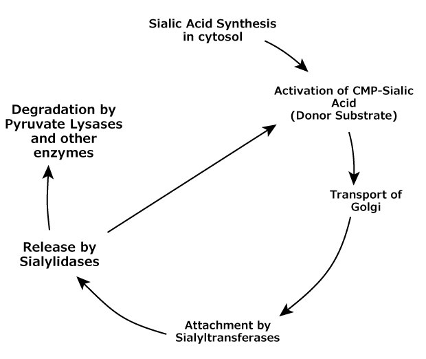 Sialic acid metabolic lifecycle in vertebrates A flowchart describing the lifecycle of sialic acid, including its synthesis in the cytosol, activation, and transportation to the Golgi. The chart also illustrates the degradation of sialic acid involving pyruvate lyases and other enzymes, and its release by sialylidases, followed by attachment to substrates by sialyltransferases.