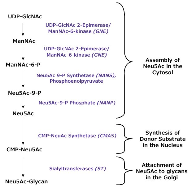 Schematic of N-acetylneuraminic acid (Neu5Ac) enzymatic synthesis and attachment to glycan structures A detailed biochemical pathway diagram showing the synthesis of CMP-Neu5Ac from UDP-GlcNAc. The pathway includes multiple steps with specific enzyme names and intermediate compounds. Key process steps include the conversion of ManNAc to ManNAc-6-P, further to Neu5Ac-9-P, and eventually to Neu5Ac and CMP-Neu5Ac. The pathway splits into "Assembly of Neu5Ac in the Cytosol" and "Synthesis of Donor Substrate in the Nucleus" with the final product being Neu5Ac-Glycan.