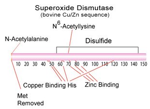 Superoxide Dismutase Structure Superoxide Dismutase Structure