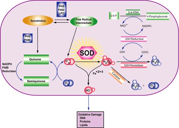 Superoxide Dismutase Reaction Superoxide Dismutase Reaction