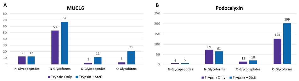 Glycopeptides and Glycoforms With and Without Mucinase StcE Treatment Graphs showing the number of N-linked and O-linked glycopeptides and glycoforms identified after treatment of Podocalyxin and MUC16 by Trypsin only and by Trypsin + Mucinase StcE (Product No. SAE0202). Treatment with Mucinase StcE helped identify more N-glycopeptides, N-glycoforms, O-glycopeptides, and O-glycoforms except for N-glycopeptides in MUC16 which was equal and N-glycoforms in Podocalyxin which had less with treatment.