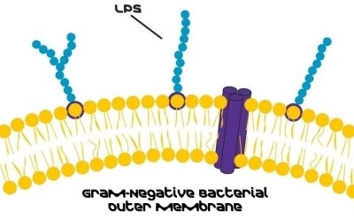 Simplified illustration of outer membrane of gram-negative bacteria with lipopolysaccharides that can be used in biochemical, vaccine, biomarker, drug discovery and cell biology research.