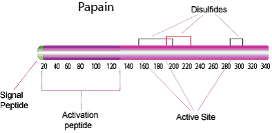 Structure of papain enzyme. Structure of papain enzyme showing the small signal peptide on the end, followed by the larger activation peptide, then various active sites. Disulfides are present around the active sites.