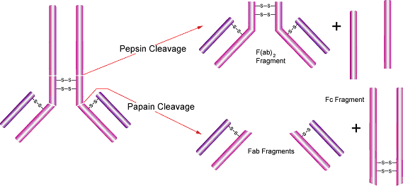 Representation of pepsin and papain cleavage. Typical pepsin and papain cleavage of an immunoglobulin G antibody. Generic antibody is on the left with an arrow showing pepsin cleavage above the disulfide bond hinge region into F(ab)2 fragment and Fc fragments. Another arrow shows papain cleavage below the hinge region splitting the antibody into Fab fragments and Fc fragments.