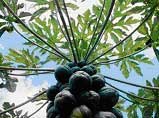 Papaya (<i>Carica papaya</i>) Papaya tree (Carica papaya) with tropical papaya fruits showing a blue sky with clouds through the leaves. Papain is isolated from the papaya latex.
