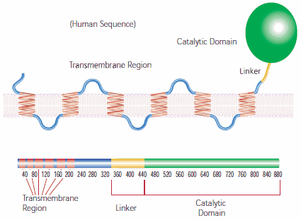 HMG-CoA Reductase. HMG-CoA Reductase.