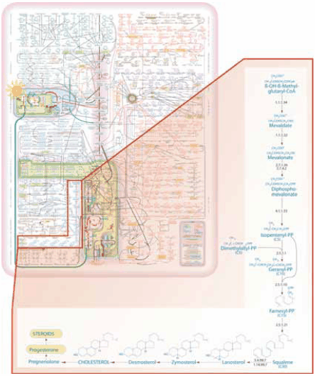 IUBMB-Nicholson Metabolic Pathways Chart. IUBMB-Nicholson Metabolic Pathways Chart.
