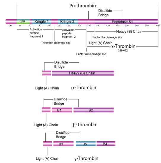 Prothrombin Prothrombin