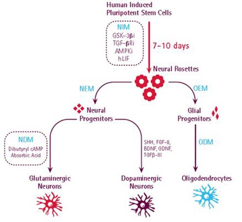 Workflow showing all steps in iPS cell generation and subsequent differentiation to neural and glial lineages. In as few as four steps, adult fibroblasts can be converted to neural and glial lineages using media formulations for modulating cell fate. Workflow showing all steps in iPS cell generation