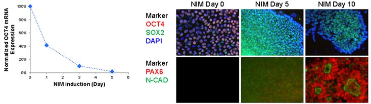 Neuronal differentiation of iPSCs A) Rapid down regulation of pluripotent maker, OCT4, in NIM protocol. Oct4 expression was drastically down regulated as early as 24 hour post neural induction. B) Up-regulation of neural makers in NIM protocol. Oct4 expression diminished after 5 days of NIM while Sox2 expression showed moderate increase during neural induction time course. Neural marker, PAX6 and N-cadherin are up-regulated after 10 days, forming polarized neural rosettes structures. Neuronal differentiation of iPSCs