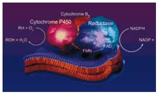 Our hepatic microsomal cytochrome P450 enzymes are membrane-bound oxygenases containing a thiolate heme near the active site. Electron donation for the oxidatve mechanism is supplied from a coupled NAD(P)H reductase and cytochrome b5 system. Until recently, the difficulty of isolating and reconstituting native enzymes from human tissue has hampered their use for studies with well-defined in vitro drug metabolism systems. For this reason, multienzyme microsomal preparations are often utilized for the elucidation of the oxidate fate of drugs and other xenobiotics. Our recombinant microsomal preparations have the advantage of a single cytochrome P450 isozyme activity. hepatic microsomal cytochrome P450