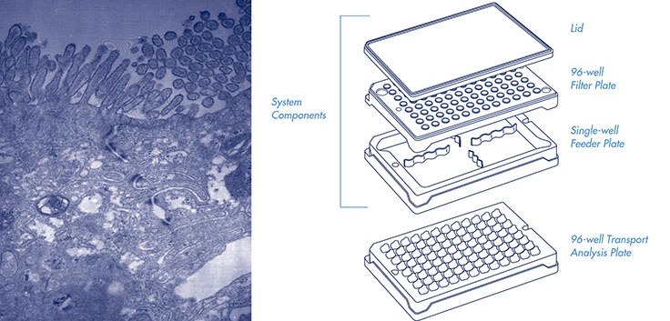 Drug transport assays in a 96-well system: reproducibility and correlation to human absorption