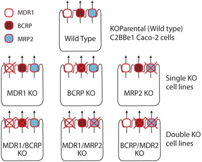 Panel of single and double knockout (KO) cells panel of single and double knockout (KO) cells