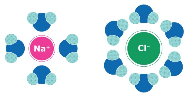 Interaction of water molecules with sodium and chloride ions Illustration showing the interaction of water molecules with negatively charged chloride ions (Cl-) and positively charged sodium ions (Na+), highlighting how water molecules surround each ion.