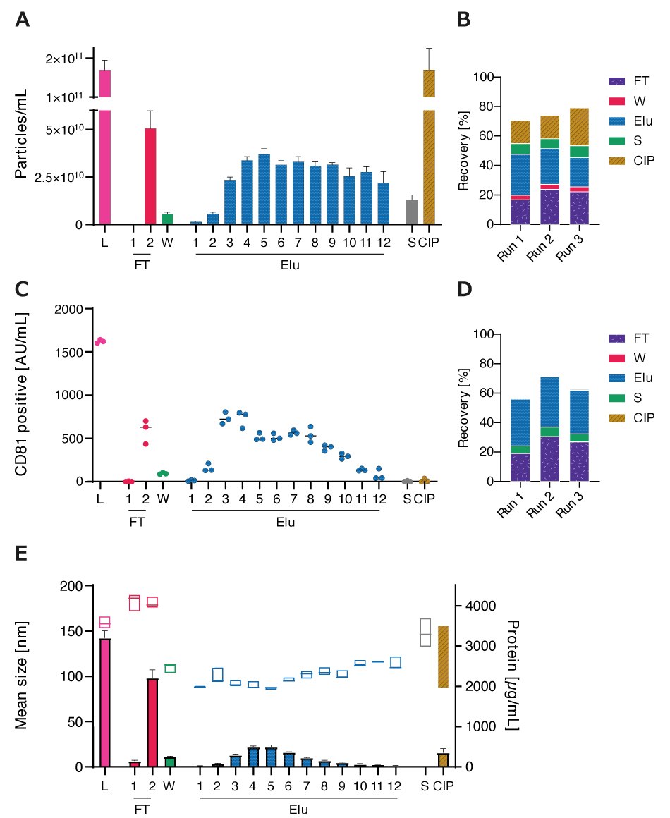 Size Distribution and Protein Contamination during Elution Elution profiles followed similar profiles with sharper drop-off towards the end of the elution. Particle sizes in the L, FT, S, and CIP fractions were larger than that in Elu fractions while the protein concentration in the Elu fractions was lower than the load, indicating greater purity. Protein concentration peaked in the Elu fraction and then decreased.