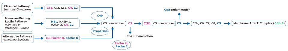 Complement Cascade Pathway Diagram of the complement cascade pathway. There are 3 different starting points: classical pathway (immune complexes), mannose-binding lectin pathway (mannose on pathogen surface), and alternative pathway (activating surfaces). The classical pathway shows complement components C1q, C1r, C1s, C4, and C2. Mannose-binding lectin pathway shows MBL, MASP-1, MASP-2, C4, and C2. Alternative pathway shows C3, Factor B, and Factor D. All 3 converge onto C3 convertase. C4b is between the classical pathway and C3 convertase, while Properdin and Factor H, Factor I are between alternative pathway and C3 convertase. After this, C3 either goes to C3a for inflammation or C3b to the C5 convertase. C5 can go to C5a for inflammation or to C5b, C6, C7, C8, and C9. Finally the pathway ends on Membrane Attack Complex (MAC, C5b-9). Highlighted components in Product No. HCMPEX1-19K are C2, MBL, C2, Factor D, C4b, Properdin, Factor I, C5, C5a, and C9. Highlighted components in Product No. HCMP2MAG-19K C1q, C4, C3, Factor B, Factor H, C3, and C3b. Highlighted component in Product No. HC5B9-140K is C5b-9.