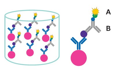 Detection step of the MILLIPLEX® multiplex assay workflow based on the Luminex® xMAP® bead-based multiplex assay platform. Shows the streptavidin-phycoerythrin (SAPE) binding to the biotinylated detection antibodies. Detection step of the MILLIPLEX® multiplex assay workflow based on the Luminex® xMAP® bead-based multiplex assay platform. Shows the streptavidin-phycoerythrin (SAPE) binding to the biotinylated detection antibodies.