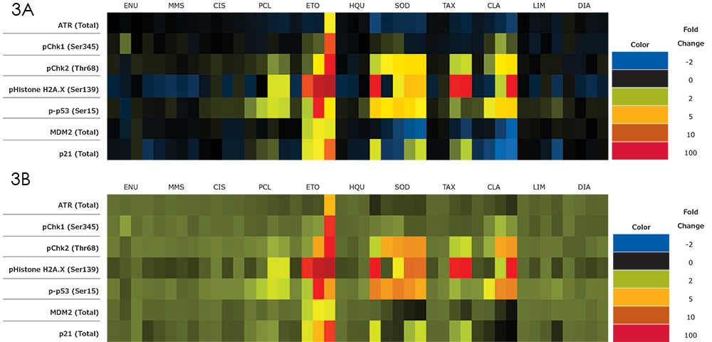 Dose Response in HepG2 Cells / Dose Response in HEK293 Cells Changes in DNA damage response based on genotoxic and non-genotoxic compound dose changes in HEK293 cells. Analytes include total ATR, pChk1, pChk2, pH2A.X, p-p53, total MDM2, and total p21. / Changes in DNA damage response based on genotoxic and non-genotoxic compound dose changes in HepG2 cells. Analytes include total ATR, pChk1, pChk2, pH2A.X, p-p53, total MDM2, and total p21.