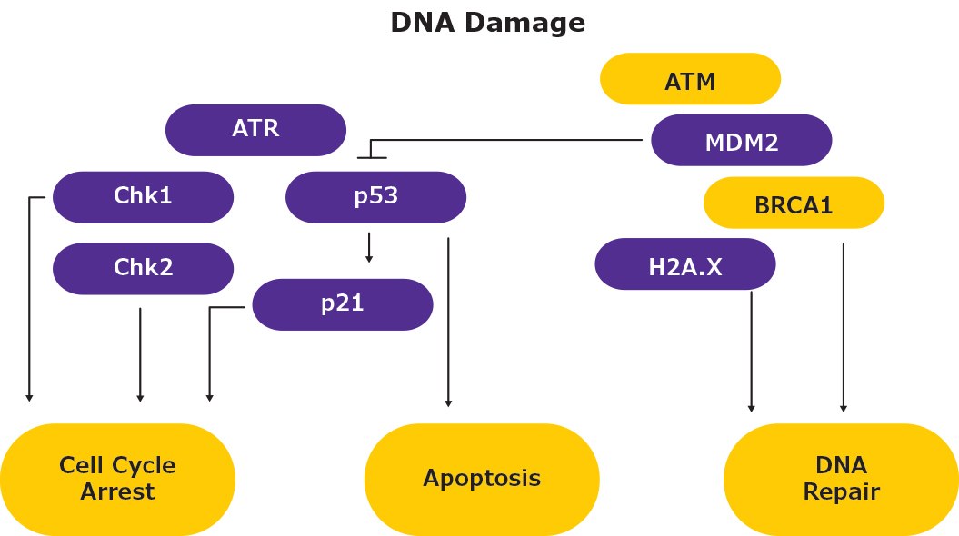 Genotoxicity/DNA Damage Pathway Simplified schematic showing the DNA damage/genotoxicity pathway and cell cycle arrest, apoptosis, and DNA repair. Analytes highlighted include ATR, ATM, MDM2, BRCA1, H2A.X, Chk1, Chk2, p53, and p21.