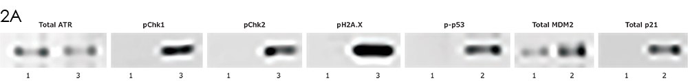 Immunoprecipitation and Western Blot Genotoxicity Analysis Immunoprecipitation (IP) and Western blot genotoxicity analysis of total ATR, pChk1, pChk2, pH2A.X, p-p53, total MDM2, and total p21.