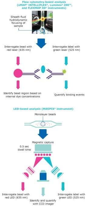 Luminex® Multiplexing Technology Analysis Diagram showing how Luminex® multiplexing technology works for xMAP® bead-based immunoassays that can be analyzed using two types of instruments: flow cytometry-based analyzers and LED-based analyzer.