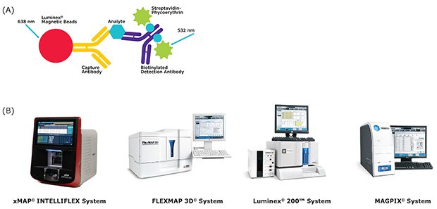 Luminex® Protein Detection Immunoassay Method and Instrumentation (A) Diagram of the Luminex® protein detection immunoassay method. (B) Images of instruments for use with MILLIPLEX® kits (xMAP® INTELLIFLEX®, FLEXMAP 3D®, Luminex® 200™, and MAGPIX® systems).