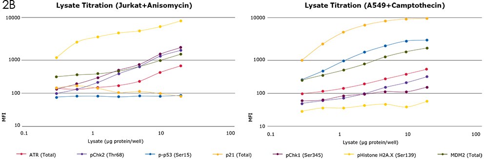 Lysate Titrations for Genotoxicity Analysis Lysate titrations were performed on Jurkat cells treated with anisomycin and A549 cells treated with camptothecin. Analytes include total ATR, pChk1, pChk2, pH2A.X, p-p53, total MDM2, and total p21.
