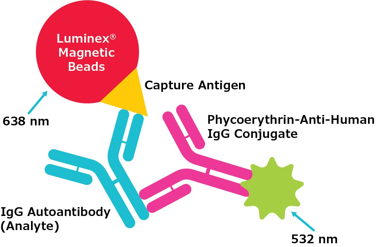MILLIPLEX® Autoantibody Panel Assay Method Depiction of the MILLIPLEX® autoantibody panel assay method. This represents a capture antigen method, with the Luminex® magnetic bead, capture antigen, IgG autoantibody (analyte), and phycoerythrin-anti-human IgG conjugate.