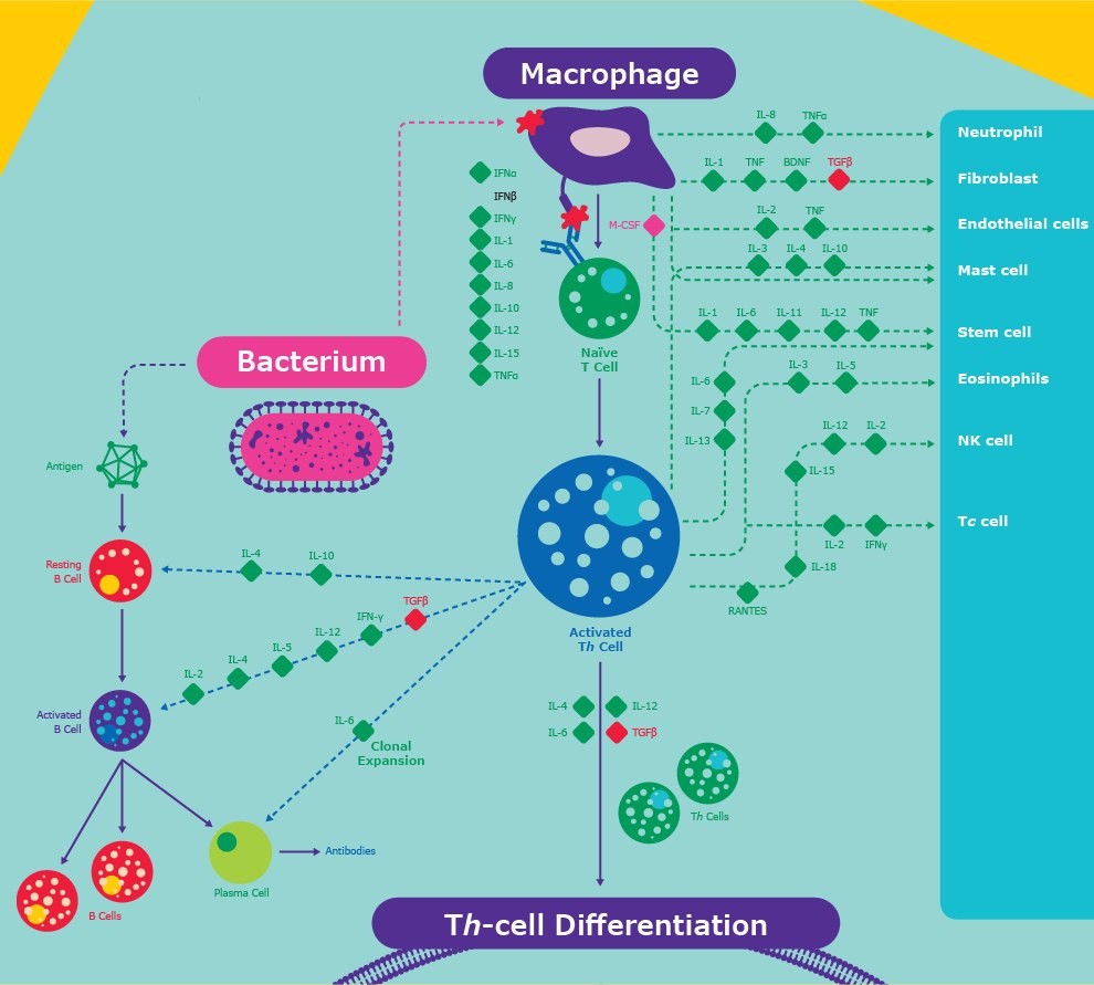 T Cell Signaling Pathway T cell signaling pathway after being activated by infection, including the inflammatory response with fibroblasts, endothelial cells, and more. This includes interactions between bacteria/macrophages, antibodies, T cells, B cells, IL-6, IL-8, TNFα, neutrophils, fibroblasts, endothelial cells, mast cells, stem cells, eosinophils, NK cells, and more.