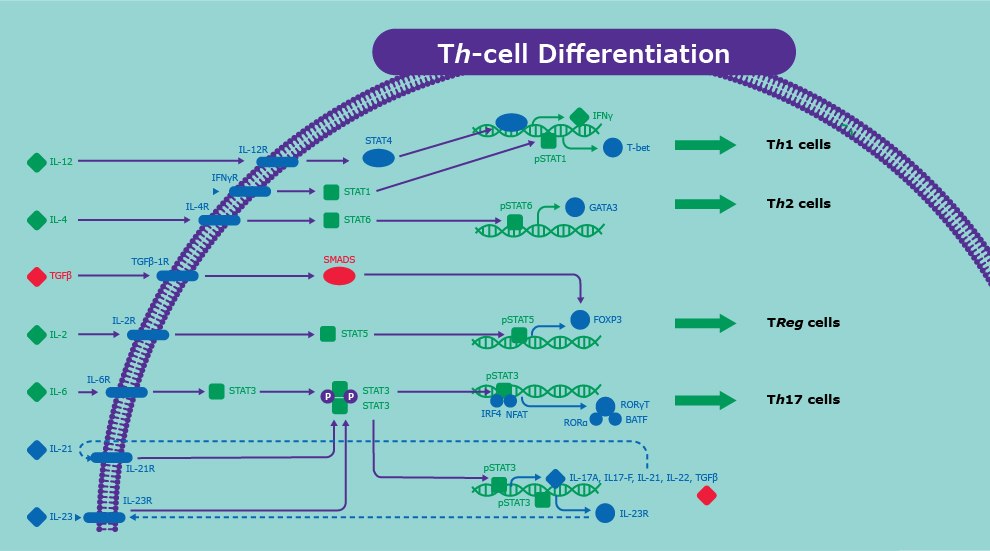 Th Cell Differentiation and Signaling Pathway Signaling pathway involved in helper T cell (Th cell) differentiation into Th1, Th2, Treg, and Th17 cells. This includes interactions between IL-12, IL-4, TGFβ, IL-2, IL-6, IL-21, IL-23 and STAT proteins.