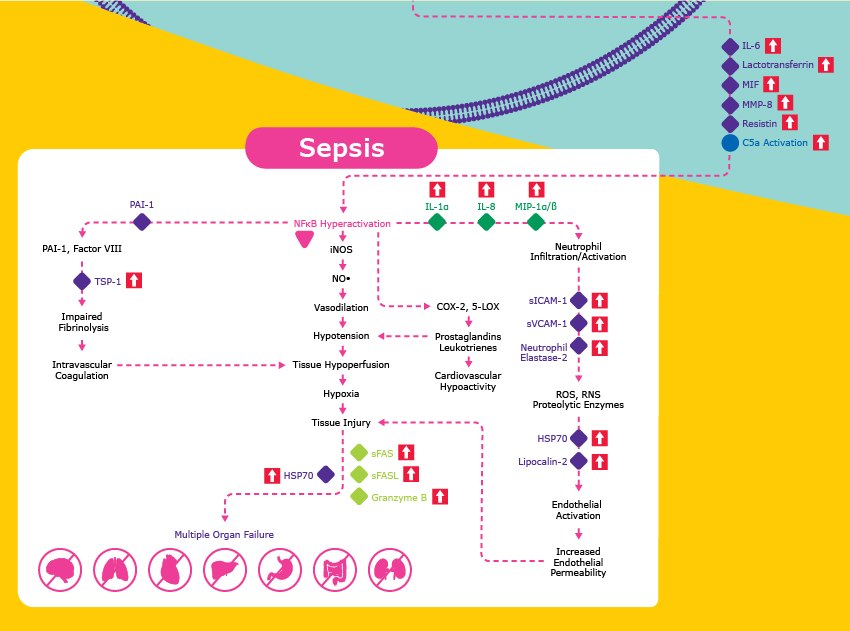 Sepsis Signaling Pathway Signaling involved with the sepsis pathway from neutrophil activation, tissue injury, multiple organ failure, and more. This is stimulated by increased IL-6, Lactotransferrin, MIF, MMP-8, Resistin, and C5a activation.