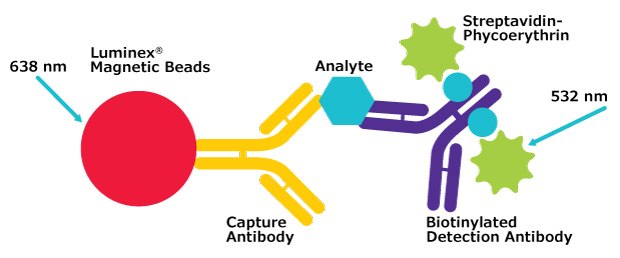 MILLIPLEX<sup>®</sup> Multiplex Assay Format Diagram showing the MILLIPLEX® multiplex assay format based on Luminex® technology, using Luminex® magnetic beads and phycoerythrin-labeled detection antibodies.