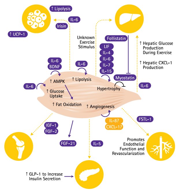 Myokine Signaling Diagram showing the myokine signaling pathway. Myokines, secreted by skeletal muscle, signal to diverse organs, including the liver, pancreas, bone, and circulatory system. The precise mechanisms by which angiogenesis is upregulated are still being studied. Adapted from Pedersen BK, Febbraio MA. Muscles, exercise and obesity: skeletal muscle as a secretory organ. Nat Rev Endocrinol. 2012 Apr 3; 8(8): 457 – 65.