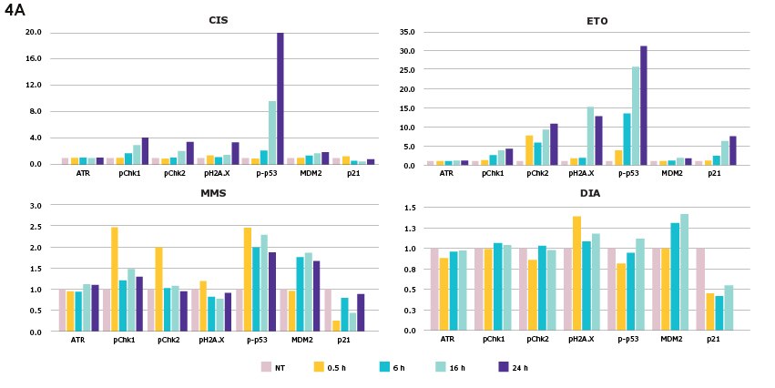 Time Course in HepG2 Cells Changes in DNA damage response based on genotoxic and non-genotoxic compound treatment over a time course of 0, 0.5, 6, 16, and 24 hours in HepG2 cells. Analytes include total ATR, pChk1, pChk2, pH2A.X, p-p53, total MDM2, and total p21.