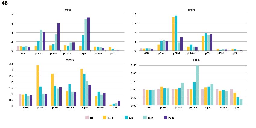 Time Course in HEK293 Cells Changes in DNA damage response based on genotoxic and non-genotoxic compound treatment over a time course of 0, 0.5, 6, 16, and 24 hours in HEK293 cells. Analytes include total ATR, pChk1, pChk2, pH2A.X, p-p53, total MDM2, and total p21.