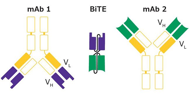 Formation of Bispecific T Cell Engager (BiTE®) Formation of Bispecific T Cell Engager (BiTE®)