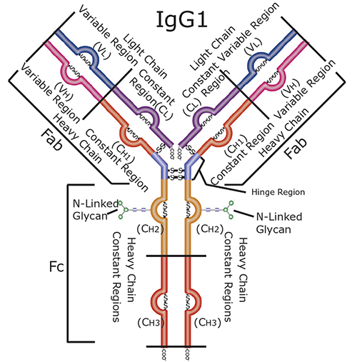Graphical depiction of a human IgG1 antibody. Note the structural complexity of the different domains of the antibody.1 Graphical depiction of a human IgG1 antibody