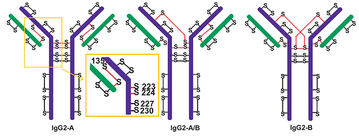 Major disulfide isoforms of IgG2 antibodies. The inset in the yellow square shows the amino acid numbers of the cysteines in the hinge region. The “S” with the red line connecting it denotes cysteines active in disulfide bond scrambling. Adapted from Reference 4. Three major disulfide isoforms of IgG2 antibodies, labeled IgG2-A, IgG2-A/B, and IgG2-B. Each isoform is depicted as a Y-shaped structure with green and purple regions connected by disulfide bonds, marked as “S-S”. The inset in a yellow square highlights the amino acid numbers of the cysteines in the hinge region, specifically 131, 133, 223, 225, and 227. Cysteines involved in disulfide bond scrambling are indicated by an “S” with a red connecting line. Adapted from Reference 4.