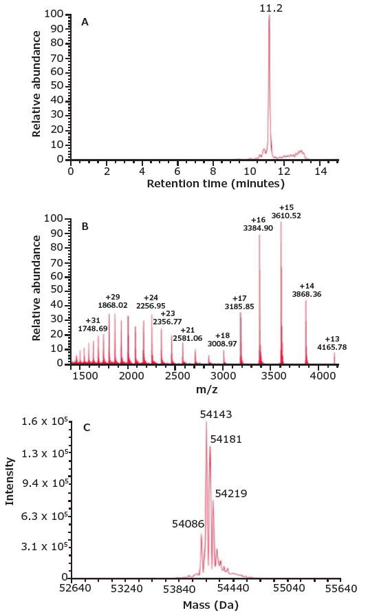 SEC-MS analysis of the BiTE®. Accurate molar mass of the BiTE® was calculated to be 54.1 kDa via SEC-MS . SEC-MS analysis of the BiTE®.