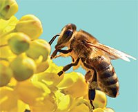 Banned and Other Neonicotinoids from Plant Material Banned and other neonicotinoids from plant material
