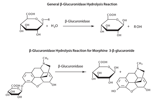 β-Glucuronidase Hydrolysis Reaction β-Glucuronidase Hydrolysis Reaction