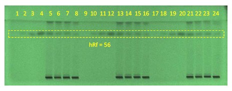 Developed HPTLC plate at 254 nm, chromatographic data shown in the table above. A developed High-Performance Thin-Layer Chromatography (HPTLC) plate under ultraviolet light at 254 nm. The plate displays a series of numbered bands from 1 to 24, indicating different sample spots. A dashed rectangle highlights an area with the text ‘hRf = 56’ below it, suggesting the measurement of a particular spot’s retention factor.
