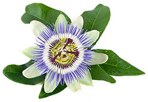 passion flower isolated on white Passiflora incarnata