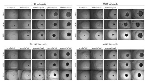 Visualization Spheroid formation and growth